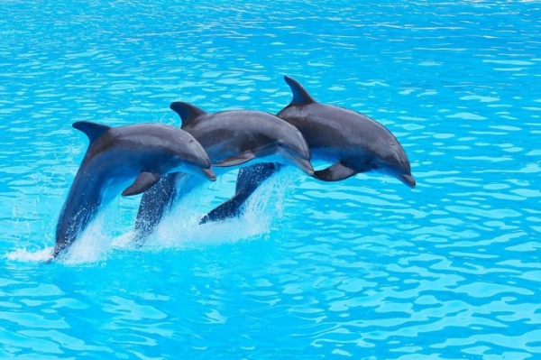 Dolphin Show