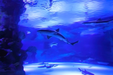 Antalya Aquarium