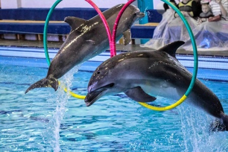 Dolphin Show