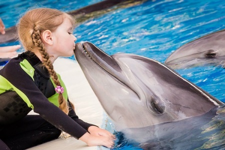 Dolphin Show