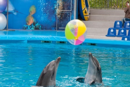 Dolphin Show