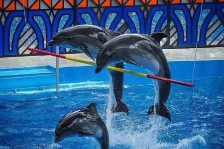 Dolphin Show