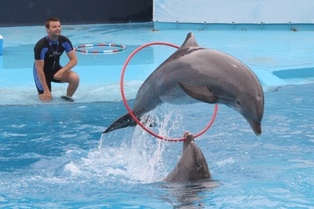 Dolphin Show