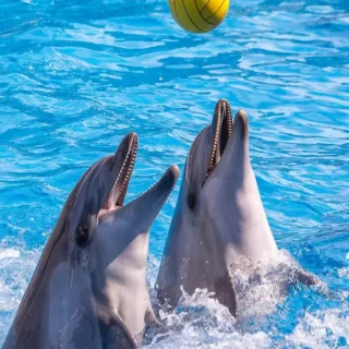 Насладитесь 50-минутным шоу дельфинов в Кемере с возможностью поплавать. Идеально подходит для семей! Включает трансфер из отеля и незабываемые моменты морской жизни.