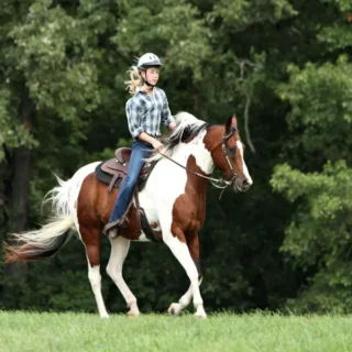 Насладитесь верховой ездой в Кемере по горным тропам, покрытым соснами. Подходит для всех уровней. Включает трансфер из отеля и дополнительное время в бассейне на ранчо.