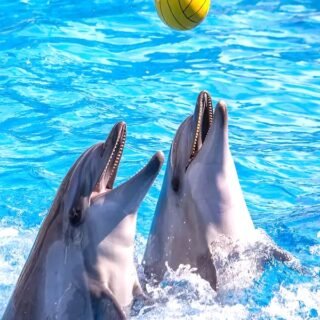 Réservez votre excursion au spectacle des dauphins de Belek ! Profitez d'un spectacle magique et, en option, nagez avec les dauphins. Une excursion idéale pour les familles, avec transfert inclus. Réservation facile !