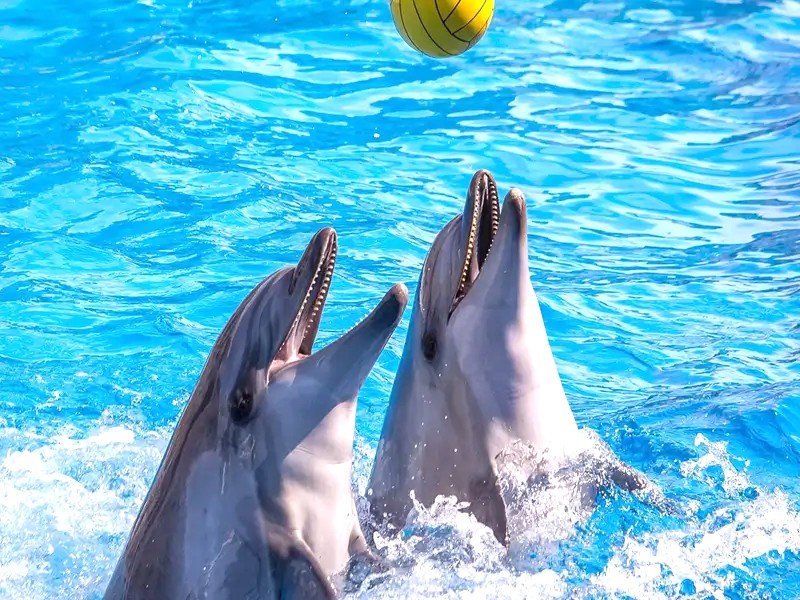 Book your Belek Dolphin Show excursion! Enjoy a magical show, plus an optional swim with dolphins. Perfect family trip with transfer included. Easy booking!