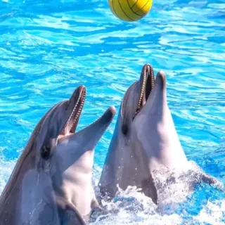 Alanya Dolphin Show & Swim With Dolphins - Plaisir en famille