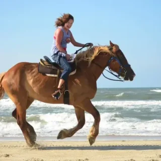 Réservez votre excursion à cheval à Alanya ! Profitez d'un safari à cheval de 2,5 heures à travers les montagnes du Taurus. Meilleure excursion avec vue sur le château de Syedra. Transfert inclus !
